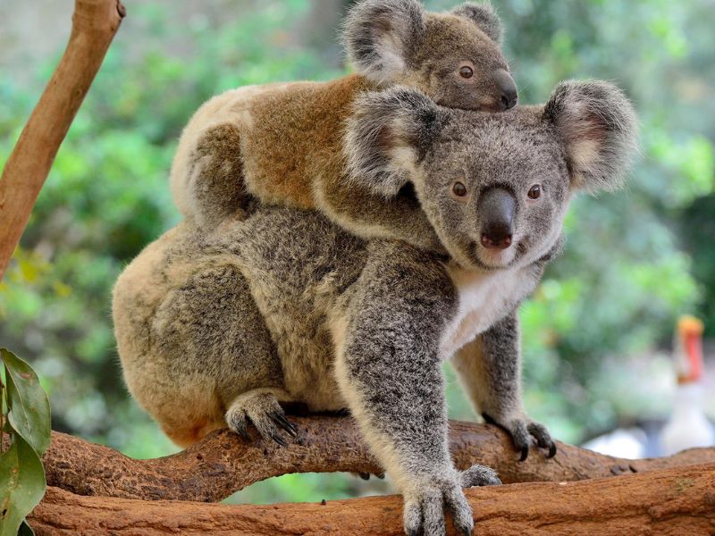An adult koala with a baby koala on its back.